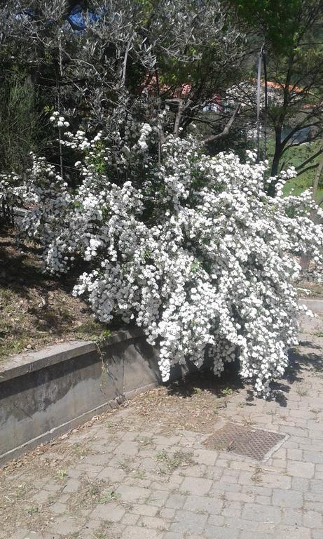 Ospitalita In Campagna Ξενοδοχείο Quiliano Εξωτερικό φωτογραφία